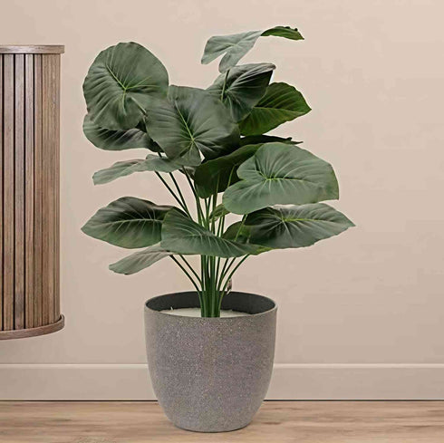 Alocasia Artificial Plant- 27.5 inch (Natural Feel)