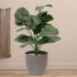 Alocasia Artificial Plant- 27.5 inch (Natural Feel)