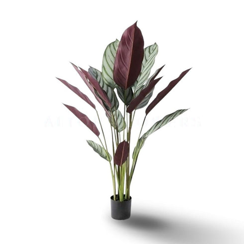 Calathea Setosa Artificial Plant- 55 inch (Natural Feel)