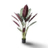 Calathea Setosa Artificial Plant- 55 inch (Natural Feel)