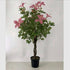 Orchid Artificial Plant (Bauhinia)- 51 inch (Natural Feel)