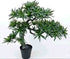 Buddhist Pine Podocarpus Bonsai Artificial Tree - 26 inch (Natural feel)