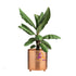 Single Desk Planter- Rose Gold